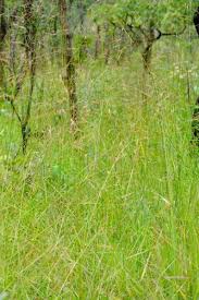 Image result for Tristachya lualabaensis