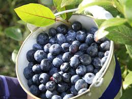 Heidelbeeren Bickbeeren Blaubeeren Obst Gemuse Krauter Gartenpraxis Mein Garten Heidelbeeren Blaubeeren Obst Und Gemuse