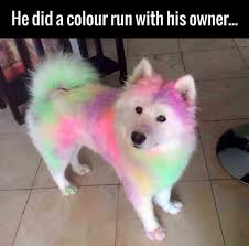Colour Run Http Ift Tt 2c31yuz Schattige Dieren Leuke Honden Gekke Dieren