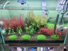 Image result for Nesaea minima