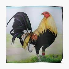 Download 770+ royalty free fighting rooster vector images. Fighting Rooster Posters Redbubble