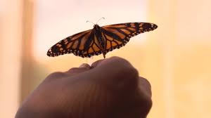 So i have a butterfly labs monarch 700gh miner on a sled, and i'm striking out on setting up the miner advertised sites are not endorsed by the bitcoin forum. This New Plan Could Save Monarch Butterfly Migration Routes