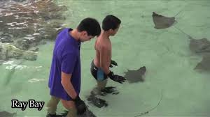 singapore swimmer joseph schooling may have broken several national records but how does he compare with the ray marine life park joseph schooling marine life