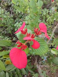 Image result for Mussaenda rivularis