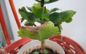 Kalanchoe Diseases And Methods Of Controlling It Hi Spring