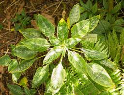 Image result for Blechnum attenuatum