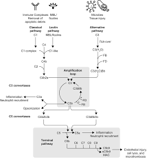 Image result for Complement Pathway