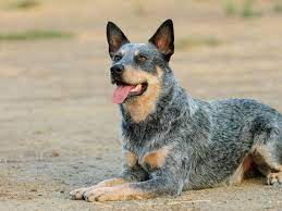 Our australian cattle dog puppies for sale come from either usda licensed commercial breeders or hobby breeders with no more than 5 breeding mothers. Blue Heeler A Complete Guide To The Australian Cattle Dog Thegoodypet