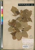 Image result for Carpodiptera africana