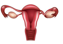 We did not find results for: Causes Of Blocked Fallopian Tubes Houston Tx