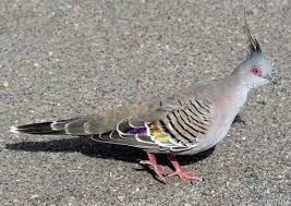 Pin On Birds Columbiformes Doves