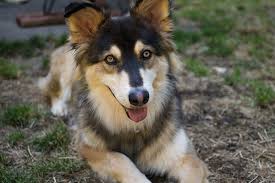 Trattiamo gli animali, specie i cani da oltre 30 anni. Razze Di Cani Nate Da Incroci Quali Sono E Chi Sono I Genitori