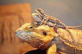 Mar 29, 2021 · bearded dragons reach their full size by 18 months old. How Big Do Bearded Dragons Get Size And Growth Chart Everything Reptiles