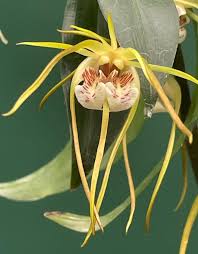 Image result for Aerangis collum-cygni