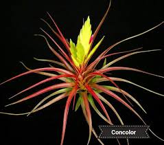 Image result for Nymphoides thunbergiana