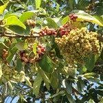 Image result for Antidesma venosum