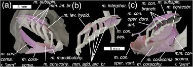Scale structure of putative chondrichthyan gladbachus adentatus heidtke & krätschmer, 2001 from the middle devonian rheinisches. The Morphology And Evolution Of Chondrichthyan Cranial Muscles A Digital Dissection Of The Elephantfish Callorhinchus Milii And The Catshark Scyliorhinus Canicula Biorxiv