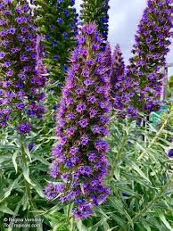 Image result for Echium