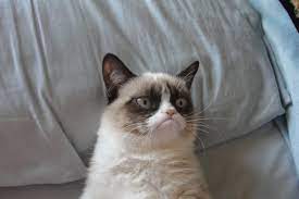 Blank Grumpy Cat Blank Template Imgflip