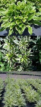 Mexico, the south of florida and texas are in this zone. Full Sun Flower Garden Ideas New Screen Landscape Ideas Full Sun Tips It Drought Tolerant Landscape Drought Tolerant Trees Drought Tolerant Landscape Backyard