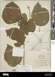 Image result for Premna velutina