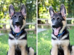 How much does the shipping cost for how do you spell penguins? 5 Tips For New Photographers Baby German Shepherds Photographer Bear Wedding