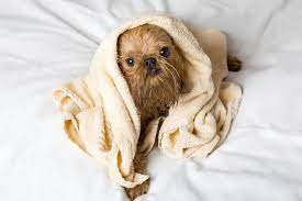 Why Do Wet Dogs Smell So Bad American Kennel Club