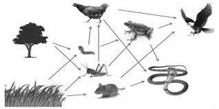 Interaksi antar komponen biotik dan abiotik. 10 Soal Hots Interaksi Antar Makhluk Hidup Materi Kimia