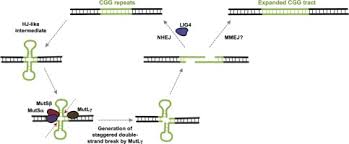 Double Strand Break Repair Plays A Role In Repeat