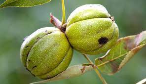 This is exactly how deep the gray squirrel buries a hickory nut to. 9 Types Of Nuts To Grow On Your Farm Hobby Farms