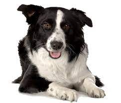 Dogift Razas De Perros Collie Fotos De Perros