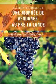 Une Journee De Vendanges Au Domaine Pre Lalande A Pineuilh Vendange Ma Journee Vin De France
