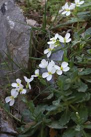 Image result for Arabis alpina
