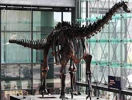 Mengenal dan menghuraikan hal purba drpd keterangan ~ dan bukti lain; Diplodocus Definisi Diplodocus Dalam Kamus Frisia