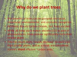 For example, just one area of forest — indonesia's rainforests — covers just 1 percent of the earth's land area, but contains 10 percent of the world's known plant species, 12 percent of mammal species. The Problem Every Day 29 800 000 Of Trees Are Cut Down Every Day In The World Acres Of Forest Getting Cut Down Per Day An American Football Field Ppt Download