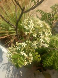 We did not find results for: Flowers Of The Curry Leaf Plant Smell Very Pleasant Almost Like Jasmine Here S A Bunch From My Garden I Wish I Could Somehow Post The Fragrance Too Gardening