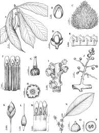 Image result for Pouteria