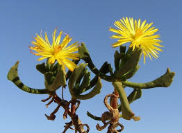 Image result for Rhabdophyllum