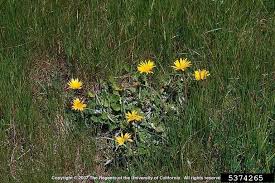 Image result for Arctotheca