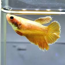 Female Betta Fish Royal Light Gold Hmpk Premium 16 Full Eggs Betta Fish Betta Fish