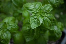 Basil needs some light to germinate, so don't plant the seeds too deeply—only 1/4 deep. 7 Tips For Growing Mad Giant Basil Plants Offbeat Home Life