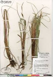 Image result for Carex echinochloe