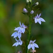 Image result for Lobelia lobata
