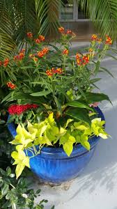Attract Butterflies With Containers Using Milkweed Container Gardening Tropical Plants Milkweed