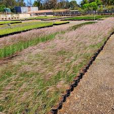 Image result for Aristida pilgeri