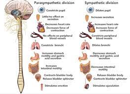 Pin By Elise On Nursing Medical Autonomic Nervous System Nervous System Nursing Nervous System Anatomy