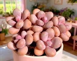 Image result for Senecio greenwayi