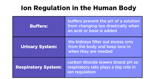 Ion Balance Regulation Homeostasis Expii