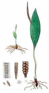 Image result for Ophioglossum thomasii