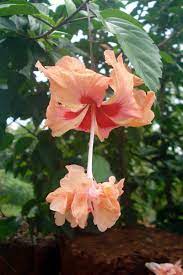 37 Of The Best Hibiscus Varieties Gardener S Path